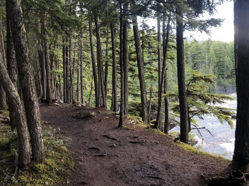 A forest path lined with tall trees, leading to a riverbank, with sunlight filtering through the foliage.