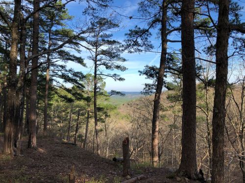 A scenic view of a forest with tall pine trees overlooking a valley and distant hills under a clear blue sky.