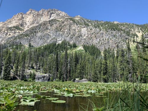 A serene landscape featuring a mountain backdrop, lush green trees, and a tranquil pond with lily pads.
