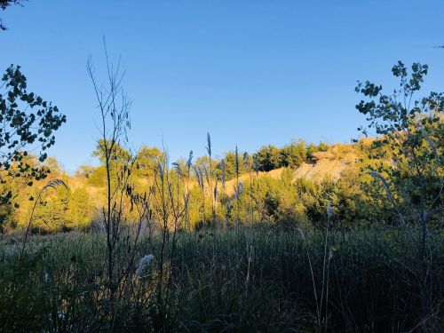 A serene landscape featuring tall grasses and trees against a clear blue sky and a gently sloping hillside.