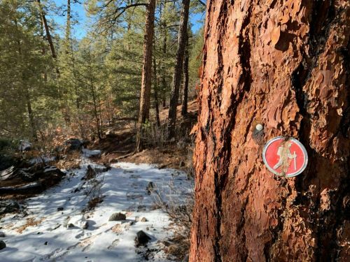 A close-up of a tree trunk with a trail marker, surrounded by snow and pine trees in a forested area.