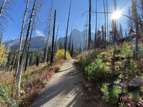 A winding trail through a forest of tall, charred trees, with mountains and sunlight in the background.