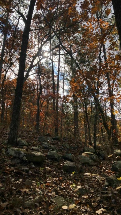 A forest scene with tall trees and autumn leaves, sunlight filtering through the branches onto a rocky ground.
