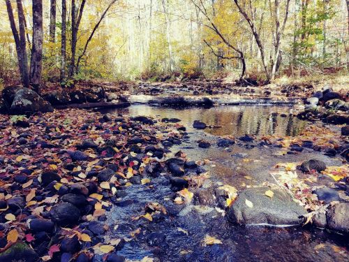 A serene stream surrounded by autumn foliage and colorful leaves scattered on the rocks and water.