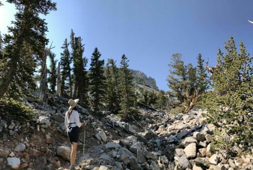 A hiker in a hat stands on a rocky trail surrounded by tall trees and mountains under a clear blue sky.