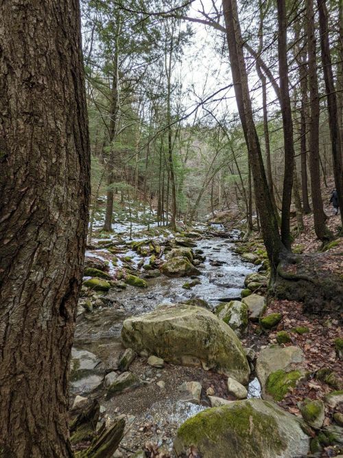 A serene forest scene featuring a winding stream, moss-covered rocks, and tall trees in a tranquil, natural setting.