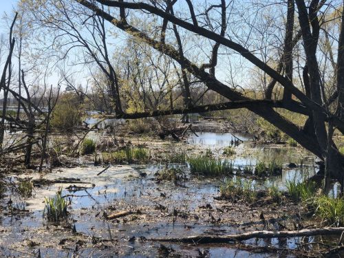 A serene wetland scene with trees, water, and lush green vegetation under a clear blue sky.