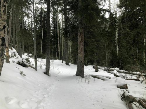 A snowy forest path surrounded by tall trees and scattered logs, creating a serene winter landscape.