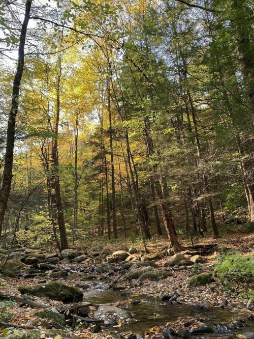 A serene forest scene with tall trees and autumn leaves, beside a gentle stream flowing over rocks.
