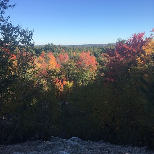 Vibrant autumn foliage in a forest, showcasing red, orange, and yellow leaves against a clear blue sky.