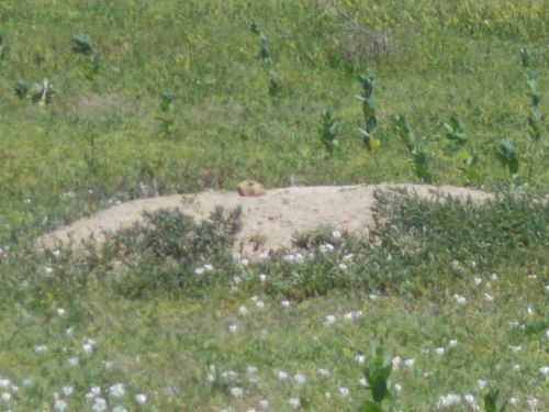 A small animal peeks out from a sandy mound in a grassy field with scattered white flowers.