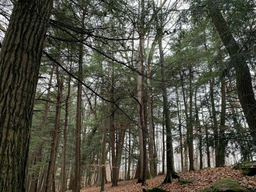 A dense forest with tall trees and a cloudy sky, featuring fallen leaves on the ground.