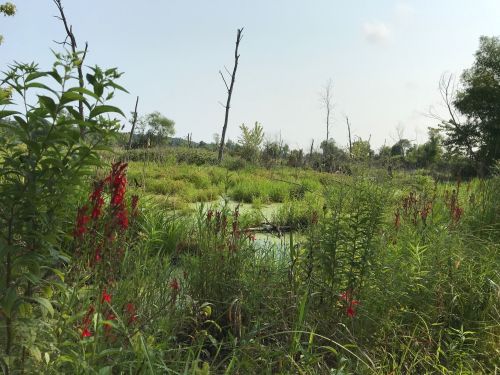 A lush wetland scene with tall grasses, red flowers, and sparse trees under a clear sky.