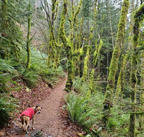 A dog in a red sweater walks along a forest trail surrounded by lush green moss-covered trees.