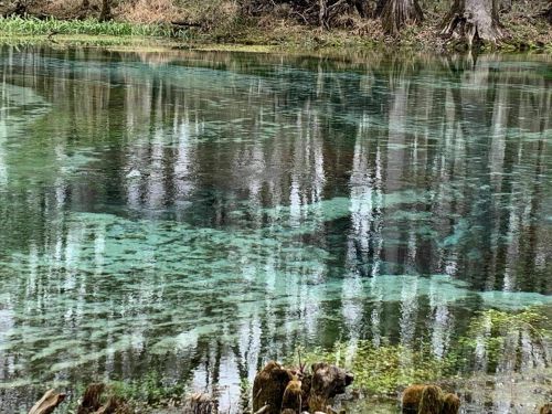 A serene pond with clear water reflecting trees and greenery, showcasing vibrant blue and green hues beneath the surface.