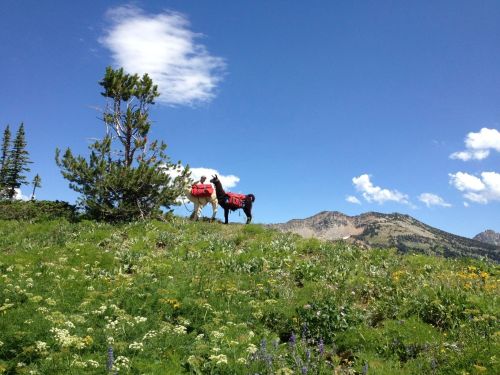 Two pack horses stand on a grassy hillside, surrounded by wildflowers and mountains under a blue sky with clouds.