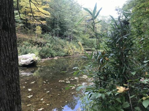 A serene forest scene with a calm river, surrounded by lush greenery and autumn foliage.