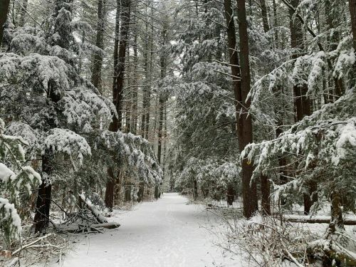A snowy forest path surrounded by tall, snow-covered trees, creating a serene winter landscape.