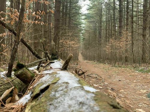 A fallen log in a forest path, surrounded by tall trees and sparse underbrush, with a hint of snow on the ground.