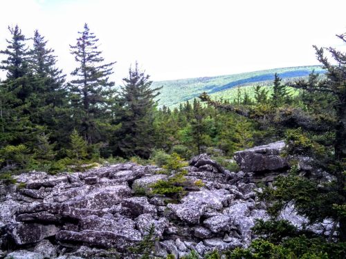 A rocky landscape surrounded by evergreen trees, with rolling green hills in the background under a bright sky.