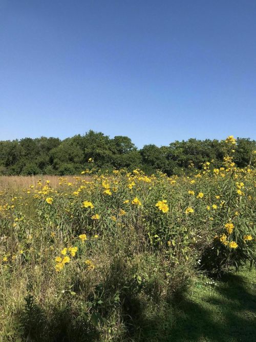 A sunny field filled with vibrant yellow flowers under a clear blue sky, surrounded by green trees.