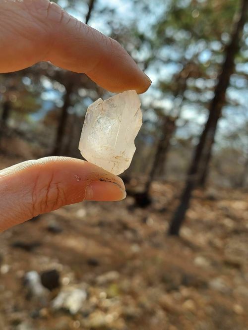 A hand holding a clear crystal against a blurred forest background.