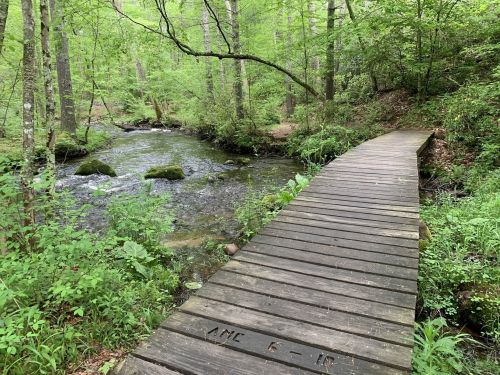 A wooden bridge crosses a clear stream surrounded by lush green trees and foliage in a serene forest setting.