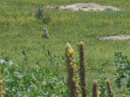 A small animal sits upright in a grassy field, surrounded by green plants and yellow flowers in the background.
