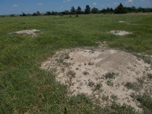 A grassy field with several small, sandy mounds scattered throughout under a clear blue sky.