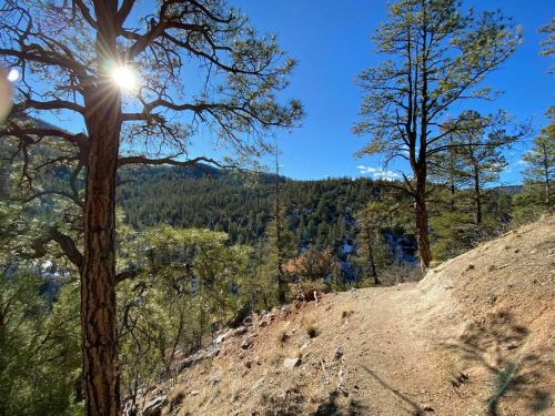 A sunlit forest scene with tall pine trees and a winding path overlooking a mountainous landscape.