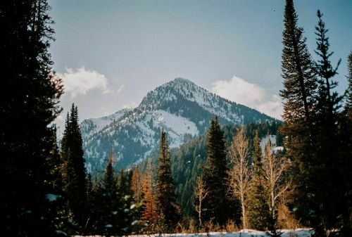 A snow-capped mountain rises above a forest of evergreen trees under a clear blue sky.