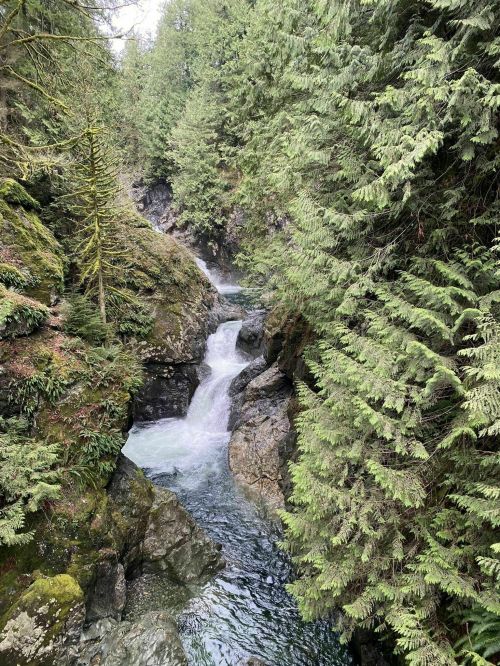 A serene river flows through rocky terrain, surrounded by lush green trees and mossy rocks.