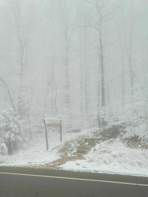A foggy winter scene with snow-covered trees and a sign partially visible along a road.