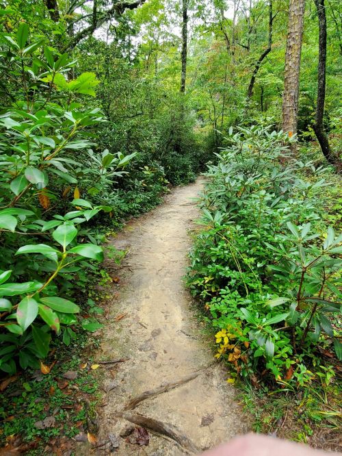 A narrow dirt path winds through lush greenery and trees in a tranquil forest setting.