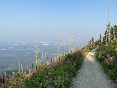 A scenic mountain trail lined with wildflowers, overlooking a valley under a clear blue sky.