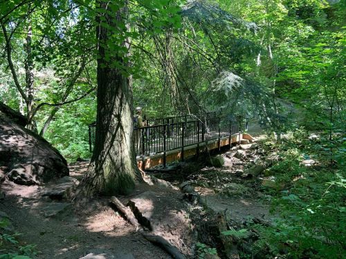 A wooden bridge surrounded by lush green trees and rocky terrain in a forested area.