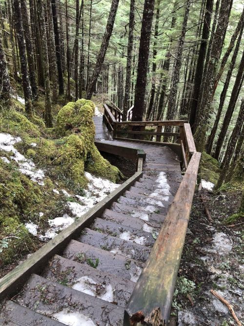Wooden stairs winding down through a lush, moss-covered forest with patches of snow on the ground.