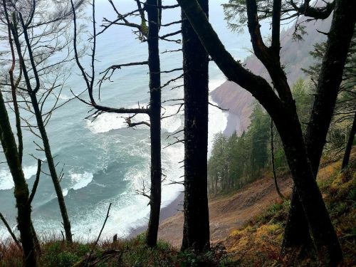 A misty coastal view through tall trees, with waves crashing on the shore below.