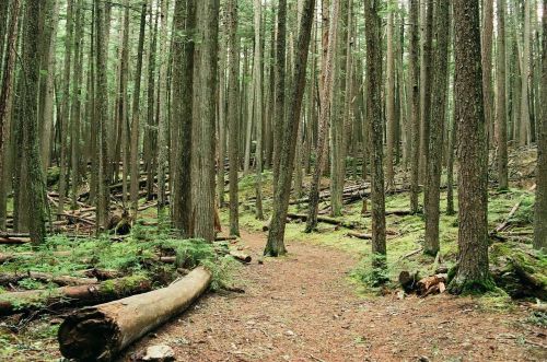 A serene forest scene with tall trees, a dirt path, and fallen logs scattered on the forest floor.