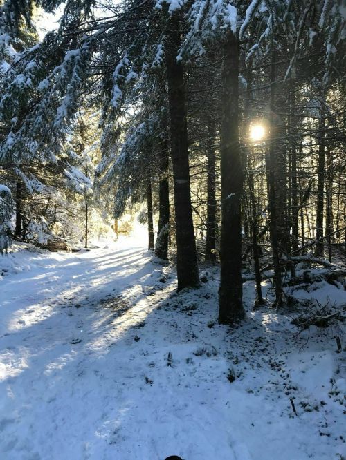 A snowy forest path with sunlight filtering through the trees, creating a serene winter atmosphere.