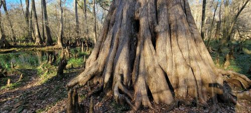 A large, textured tree trunk with exposed roots in a serene, wooded area near a calm water body.