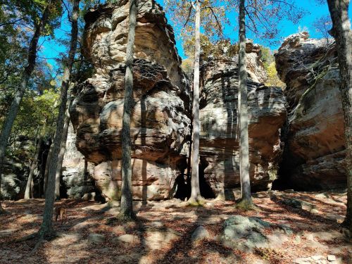 Rock formations surrounded by tall trees and fallen leaves under a clear blue sky.