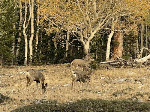Three deer grazing in a forested area with autumn foliage and rocky ground.