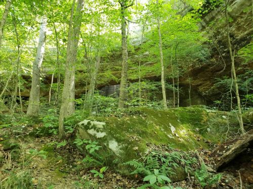 Lush green forest with tall trees and moss-covered rocks, set against a rocky cliff in a serene natural environment.