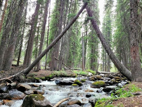A serene forest scene with a flowing creek, surrounded by tall trees and moss-covered rocks.
