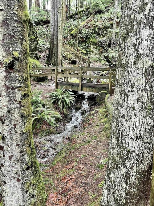 A wooden bridge over a small stream, surrounded by lush greenery and tall trees in a serene forest setting.