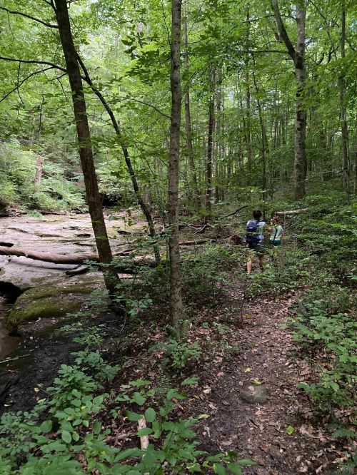 Two hikers walking along a forest trail beside a stream, surrounded by lush green trees and foliage.