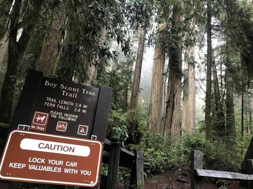 Sign for Boy Scout Tree Trail, featuring trail length and caution to lock valuables in car, surrounded by tall redwood trees.