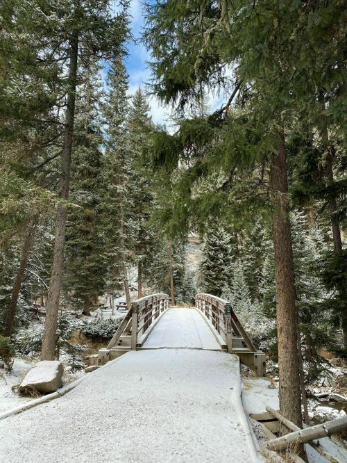 A snow-covered wooden bridge surrounded by tall evergreen trees under a clear blue sky.