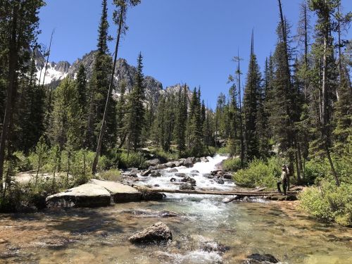A serene river flows through a forested landscape, surrounded by tall trees and mountains under a clear blue sky.